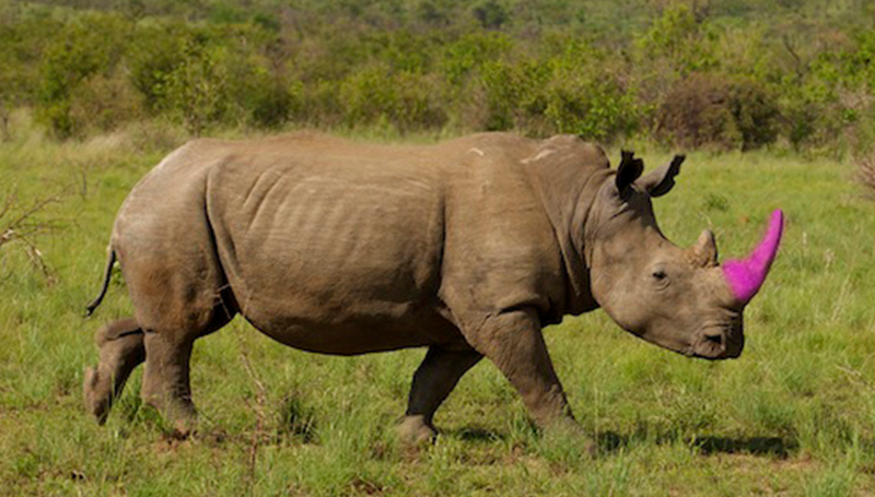 Rinocerontes e free-riders